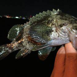 寒さに負けず…ガッシー捕獲作戦