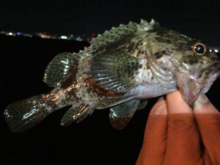 寒さに負けず…ガッシー捕獲作戦