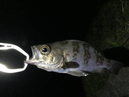 メバリング 嬉しい外道