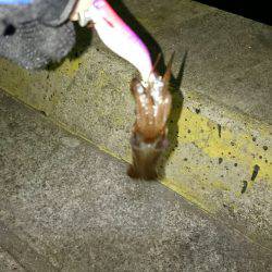 ライトエギング