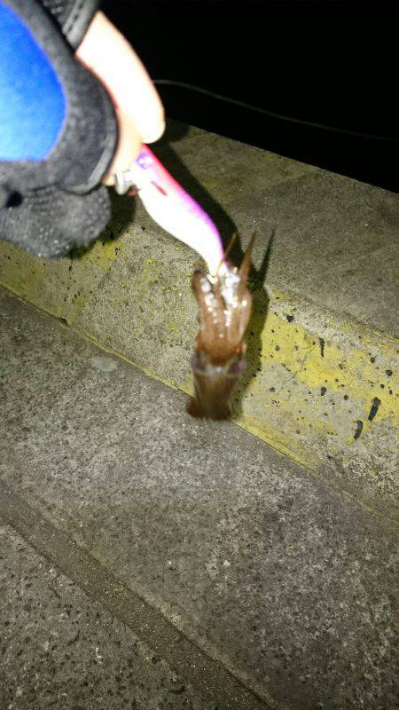 ライトエギング