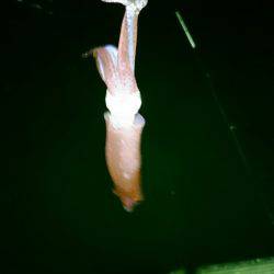 ライトエギング