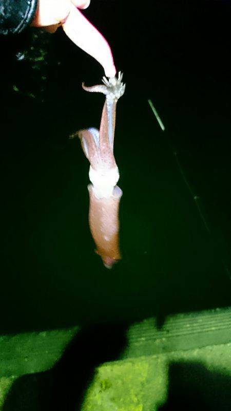 ライトエギング