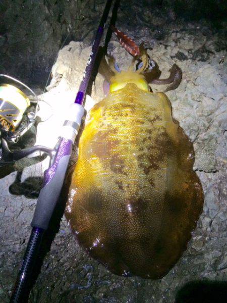 中紀居残りアオリ