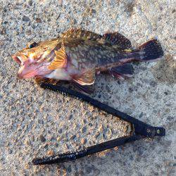 初釣果は アコウ！