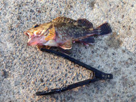 初釣果は アコウ！