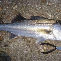 ライトワインド