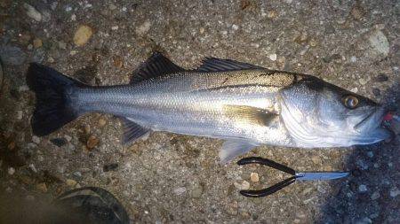 ライトワインド