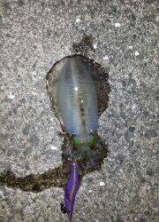 今年初シャクリ