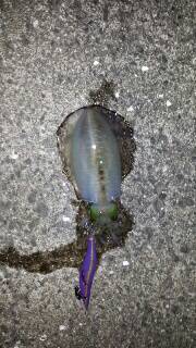 今年初シャクリ