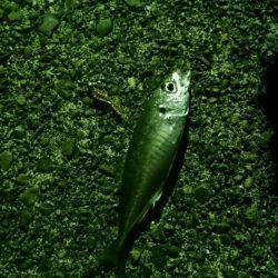 今年の始まりは、初めてのアジング!!