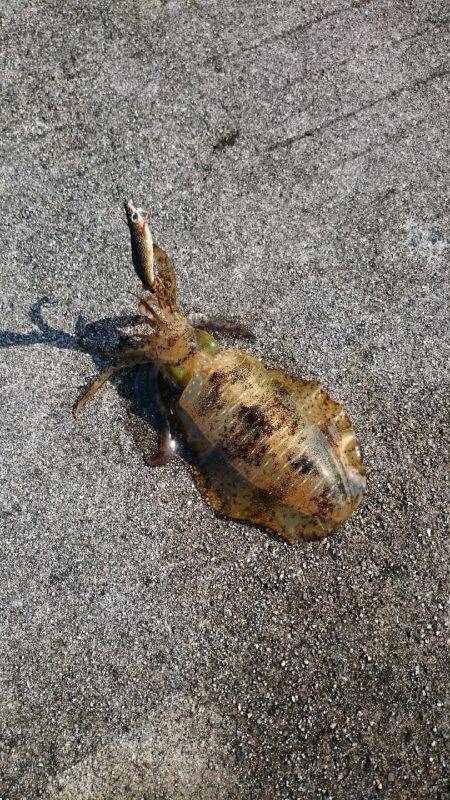 今年初のエギング