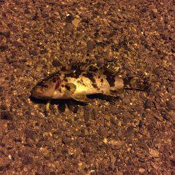 メバルを探しに…(*_*)