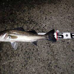 メバルは激シブ