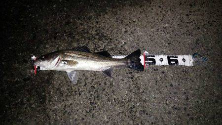 メバルは激シブ