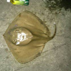 残念一杯だけでした。