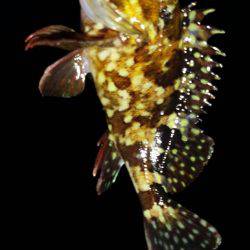 メバルを求めて