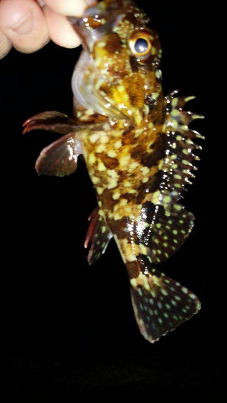 メバルを求めて