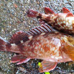 なんとかガシラGET!!(涙)