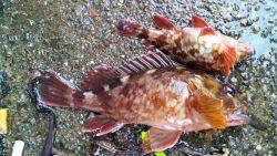 なんとかガシラGET！！(涙)