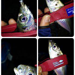 プロトカラーはイベント参加者にもアジにも好評でした(笑)