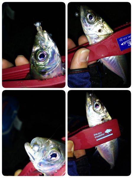 プロトカラーはイベント参加者にもアジにも好評でした(笑)