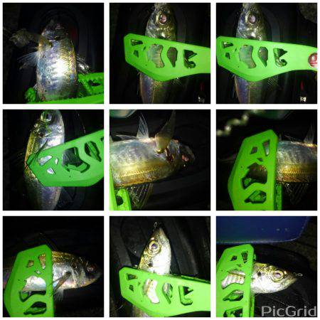 三が日アジング