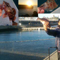 マリーナシティ釣り堀