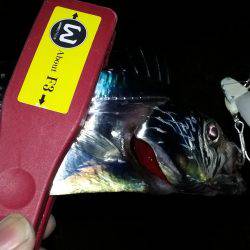 初釣り、釣れるかな?