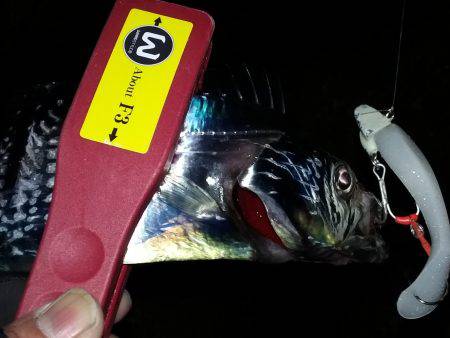 初釣り、釣れるかな?