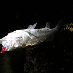 ナイトシーバス！