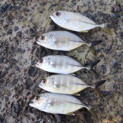 ルアーでホウボウ、ライトゲームでメッキ！