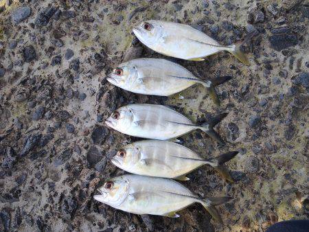 ルアーでホウボウ、ライトゲームでメッキ！