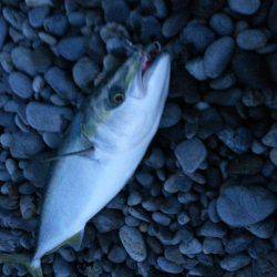 1年半越し夢叶った!