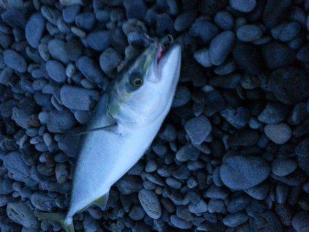 1年半越し夢叶った!