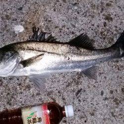 シーバスまだ好調！