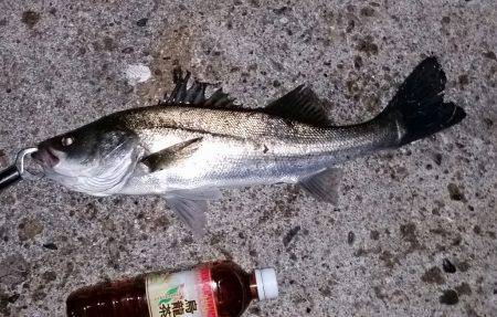 シーバスまだ好調！