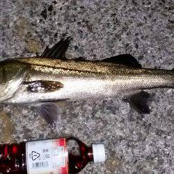 シーバスゲット！