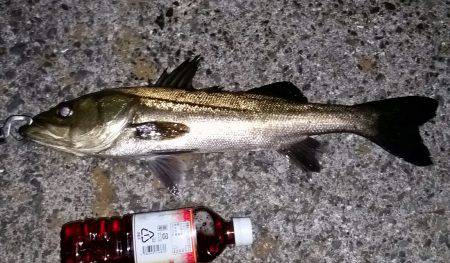 シーバスゲット！