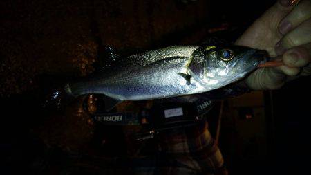 連夜のメバリング