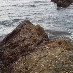 グレ4匹・・・・・イサギ3匹・・・・