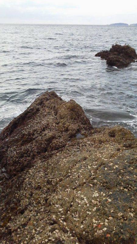 グレ4匹・・・・・イサギ3匹・・・・