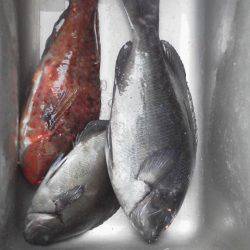 グレ2匹・・・・・イガミ1匹・・・・グレ釣りは難しい・・・