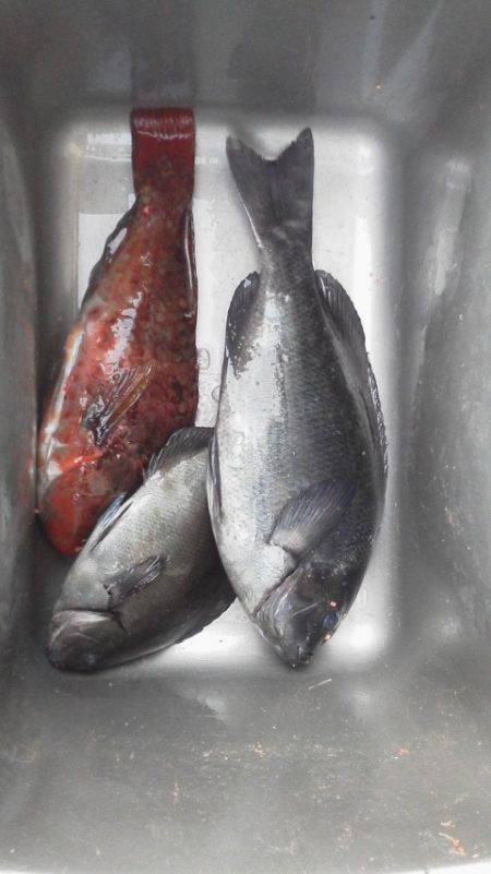 グレ2匹・・・・・イガミ1匹・・・・グレ釣…