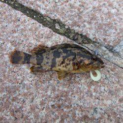 新年は、ガッシーの癒しからスタート