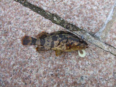 新年は、ガッシーの癒しからスタート