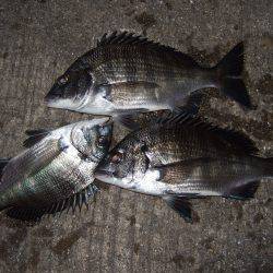 初釣り、良くつれました。