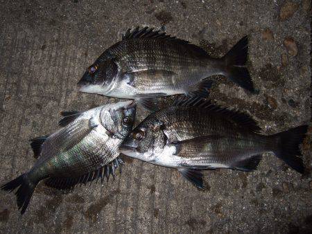初釣り、良くつれました。