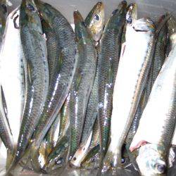 太刀魚まだいる！