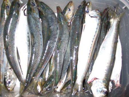 太刀魚まだいる！